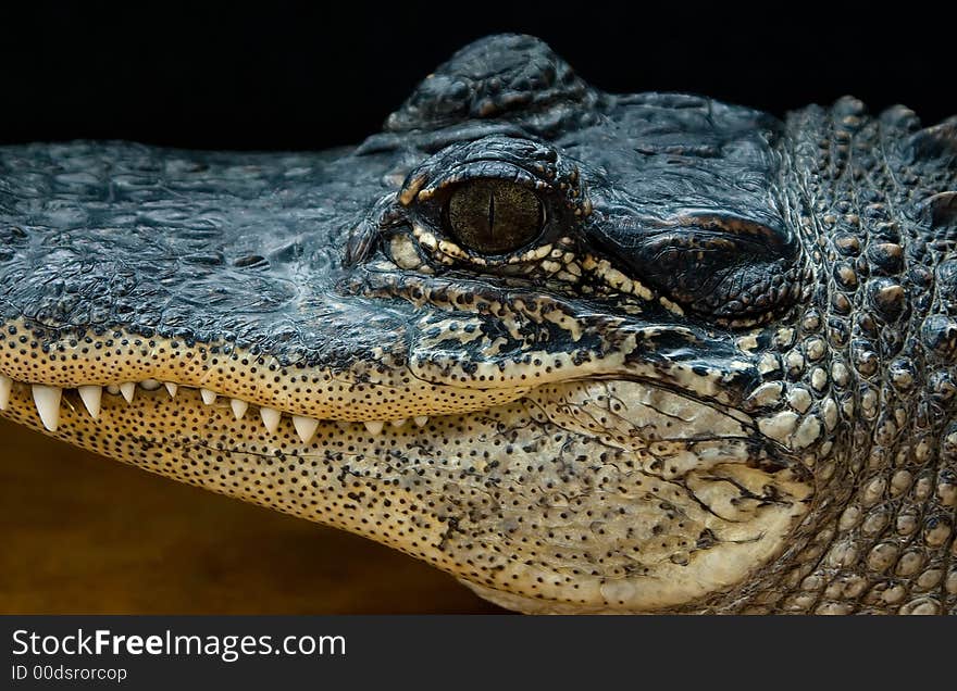 A close-up photograph of the side of an alligator's face. A close-up photograph of the side of an alligator's face.