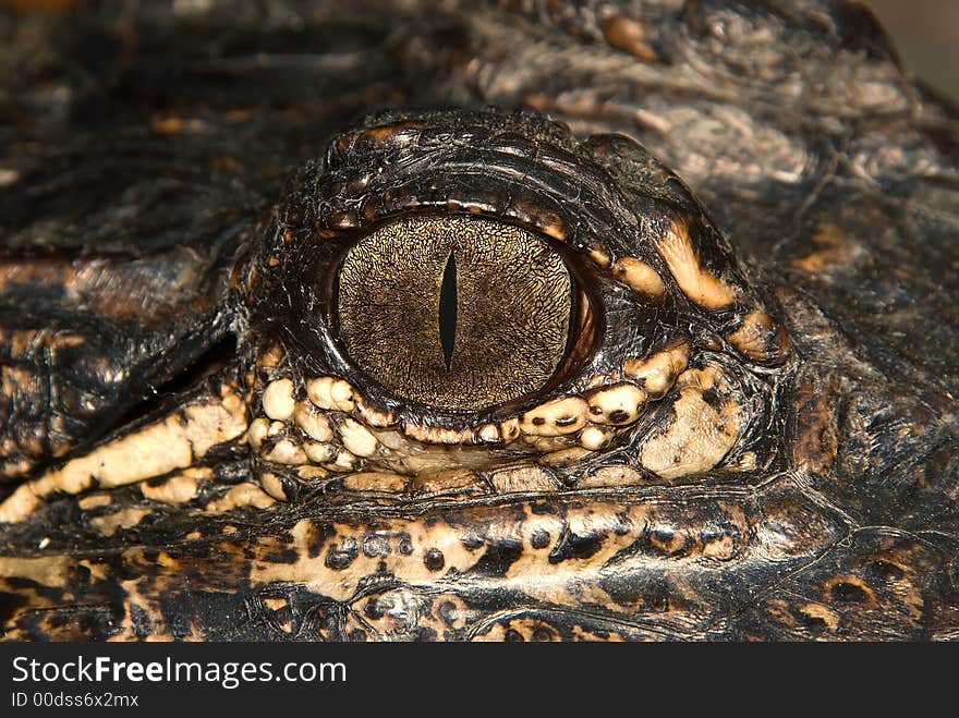 A close up photograph of an alligator's eye. A close up photograph of an alligator's eye.