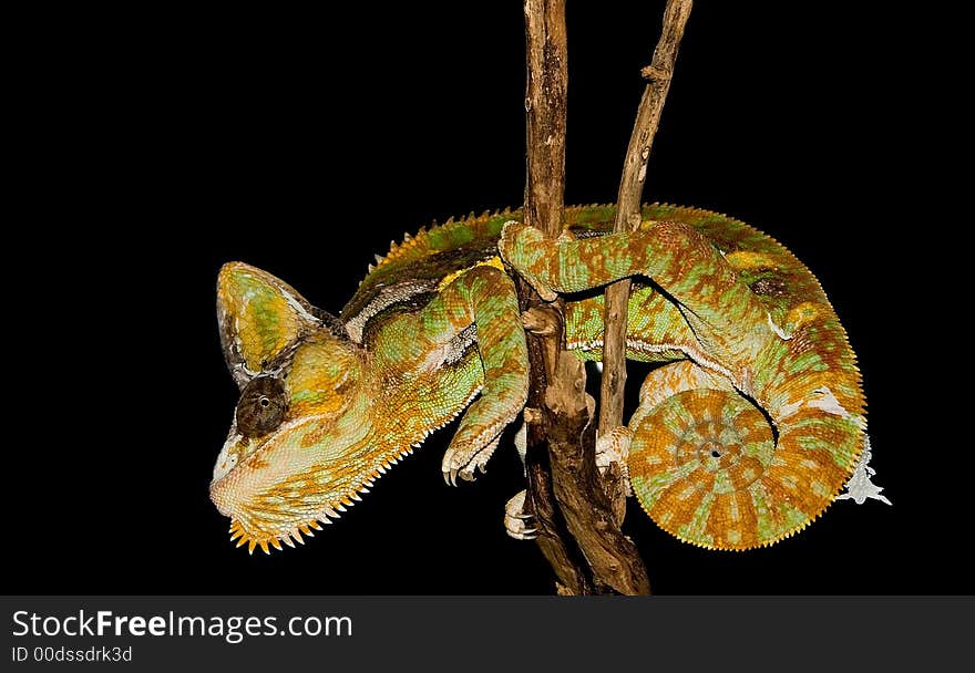 A colorful reptile with a funny shaped head is deciding if he should jump.  If anyone knows what type of reptile this is, please let me know so that I can properly label it. A colorful reptile with a funny shaped head is deciding if he should jump.  If anyone knows what type of reptile this is, please let me know so that I can properly label it.