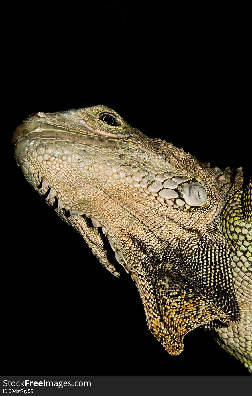 A picture of a reptile's head. If anyone knows what type of reptile this is, please let me know so that I can properly label it. A picture of a reptile's head. If anyone knows what type of reptile this is, please let me know so that I can properly label it.