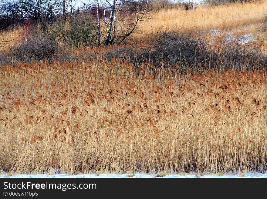 Fields of colored reeds in autumn. Fields of colored reeds in autumn