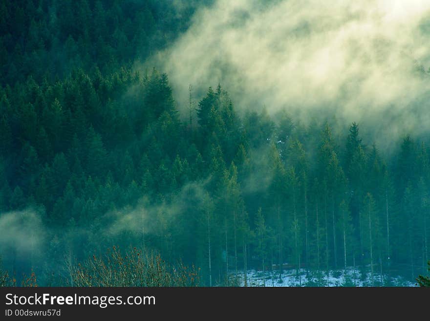 Mysterious forest with fog in the early morning (french alps)