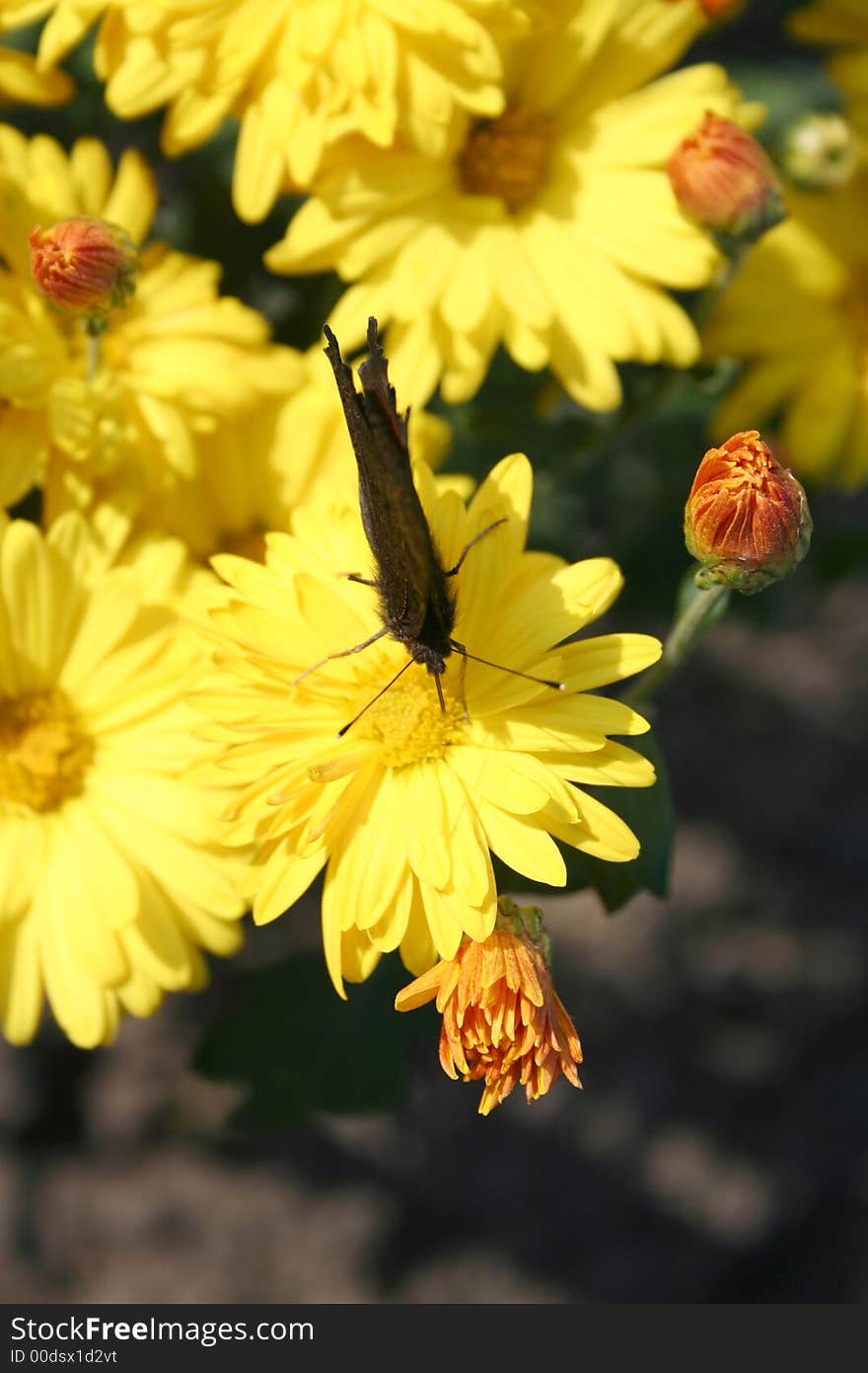 Beautiful chrysanthemas