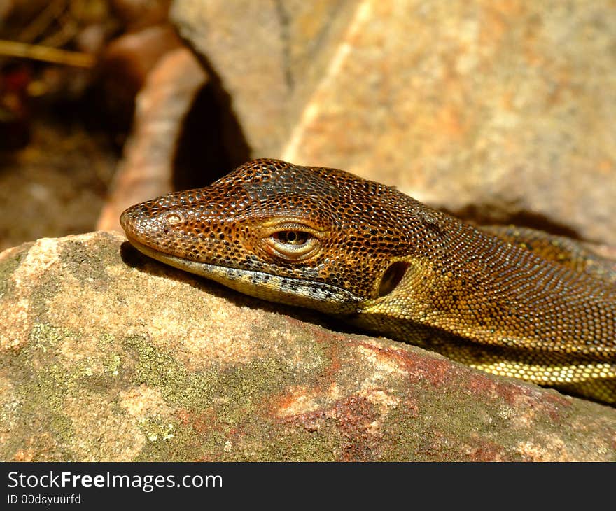 Water Goana