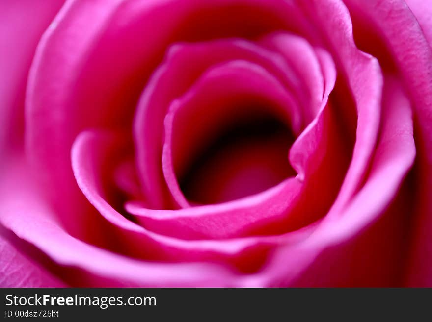 A close up of a bright pink rose with soft focus. A close up of a bright pink rose with soft focus