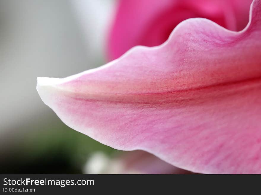 A macro shot of a pink pedal with beautiful texture