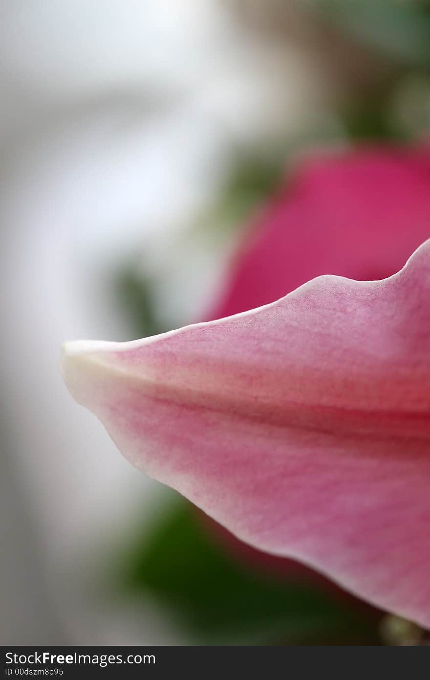 A vibrant pink petal macro abstract composition