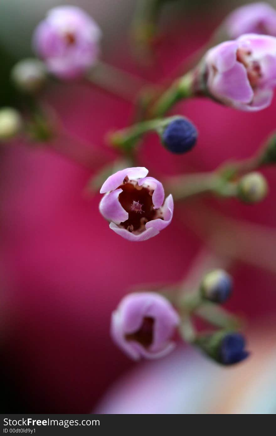 Small Buds