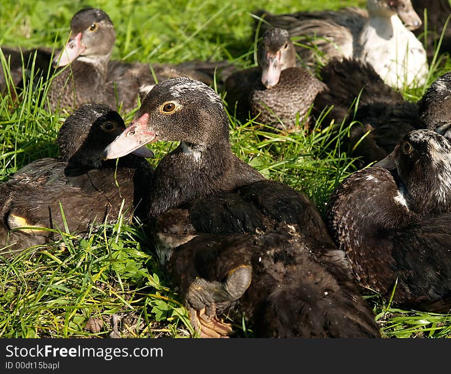 Group of farm mallard ducks resting in the green grass. Group of farm mallard ducks resting in the green grass