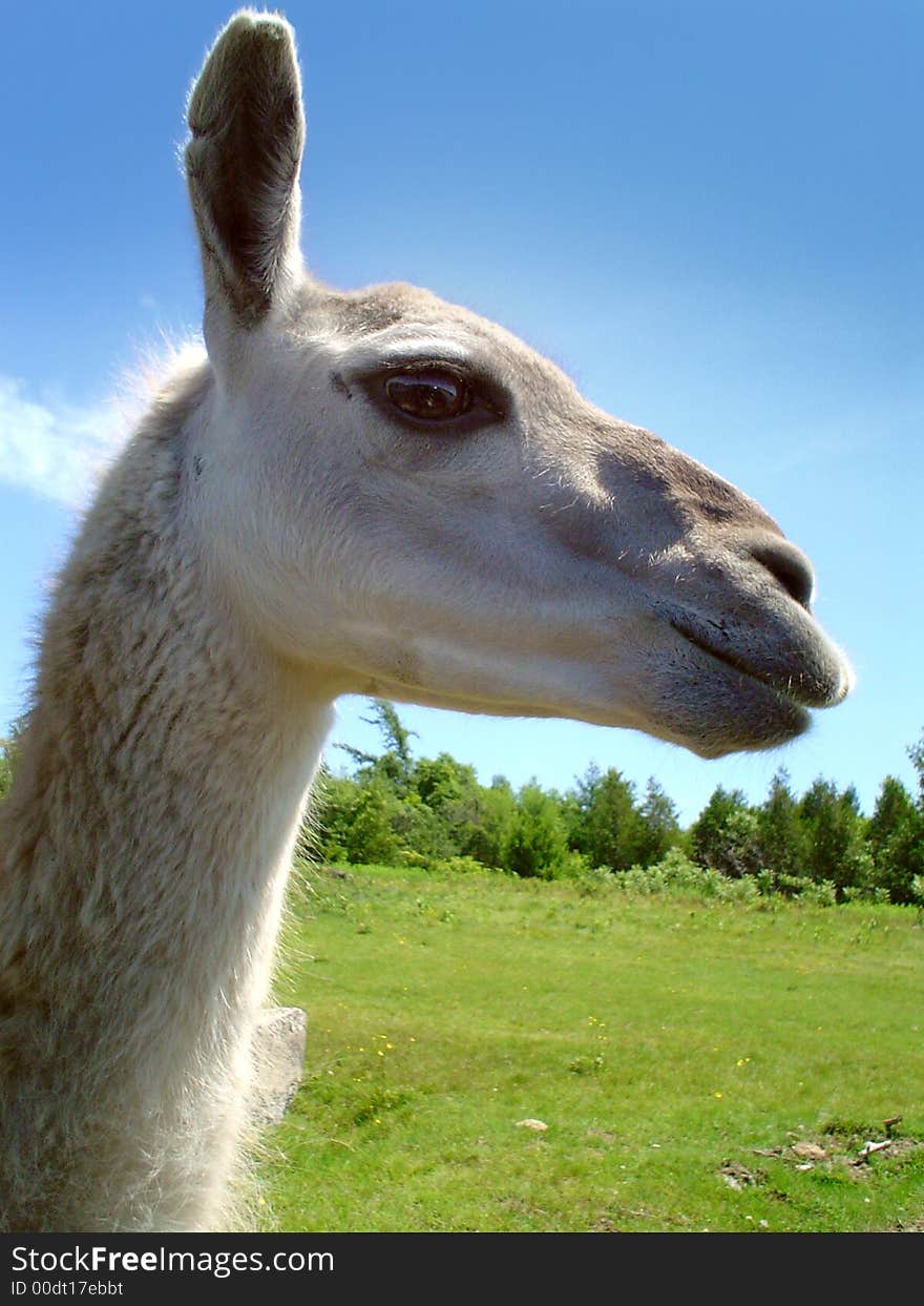 Pretty camel head on a blue sky and grass background