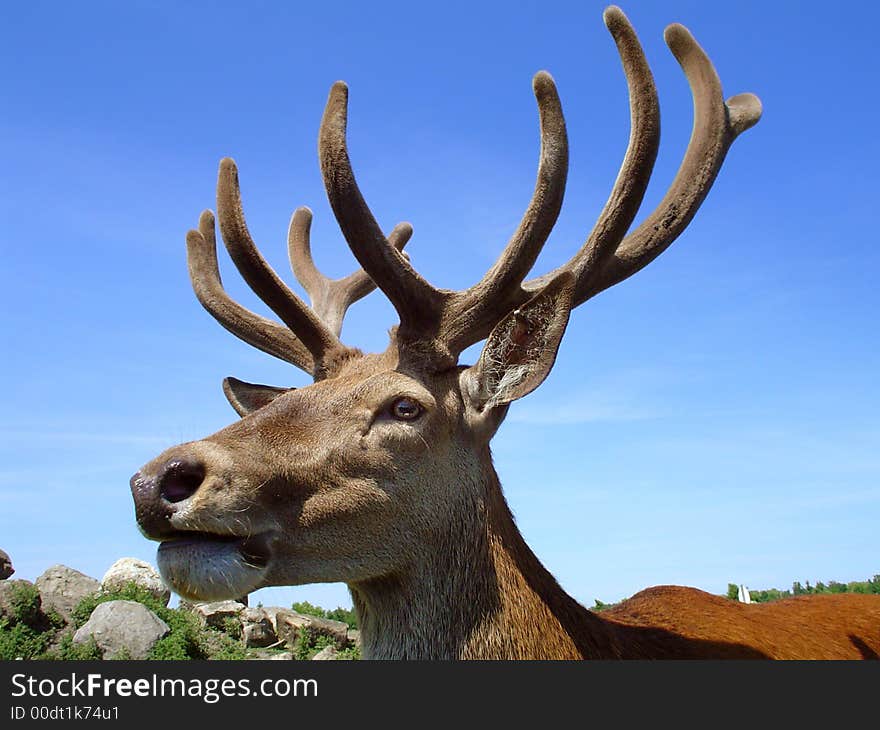 Stag head profile on a blue sky background