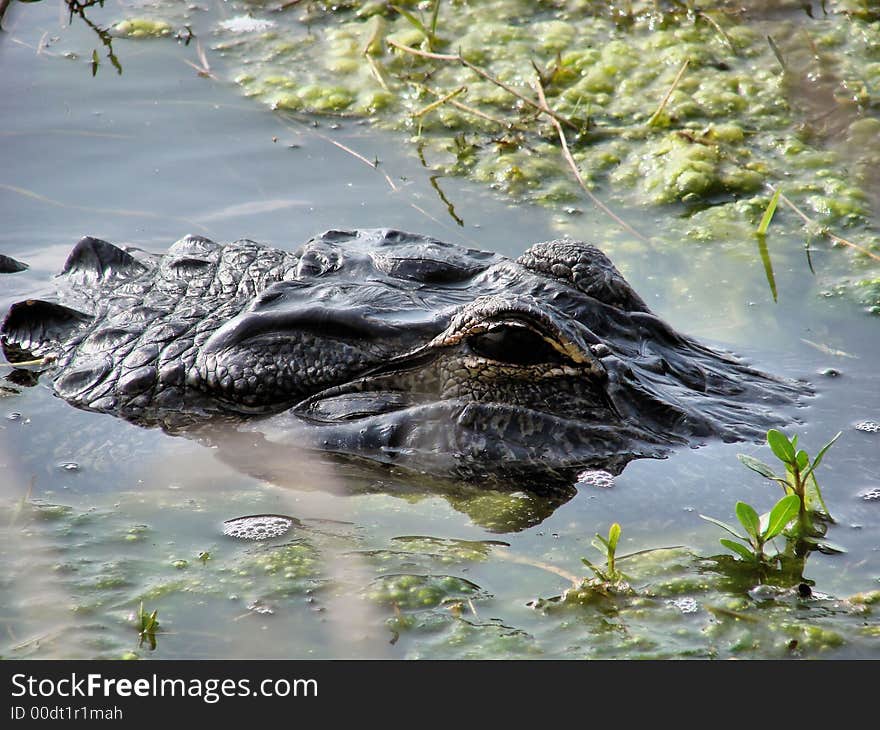 Face of a gator