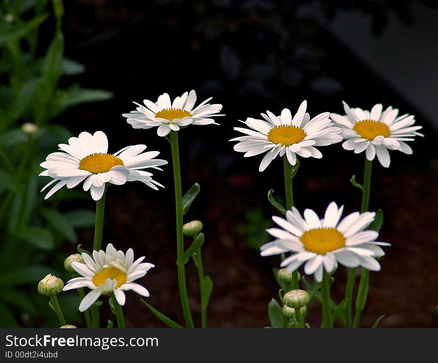 White Daisys