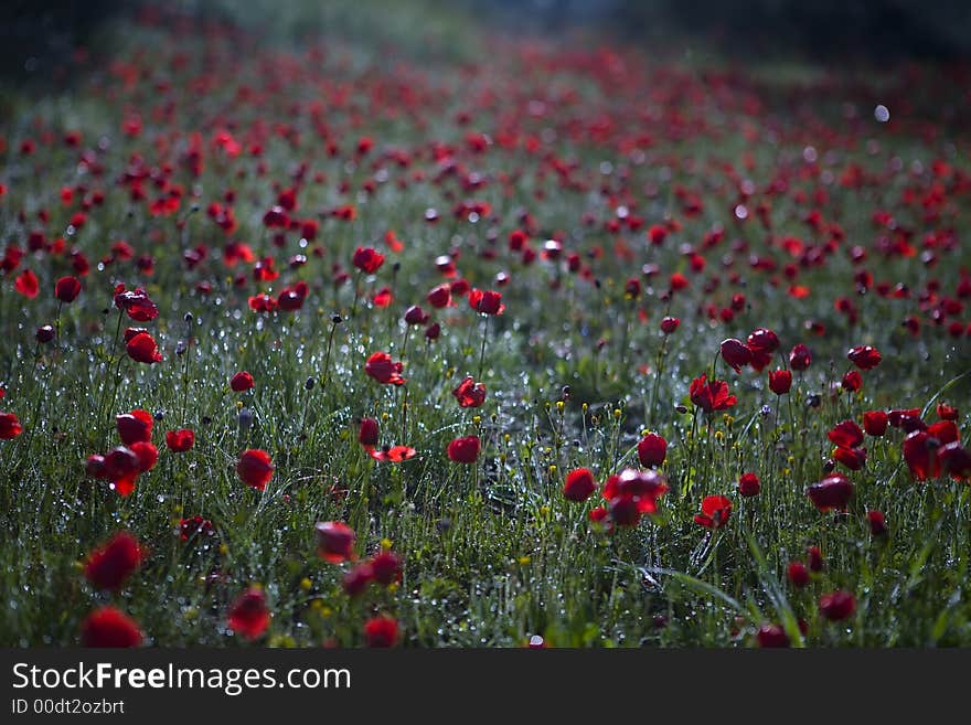 Morning In The Poppies Field