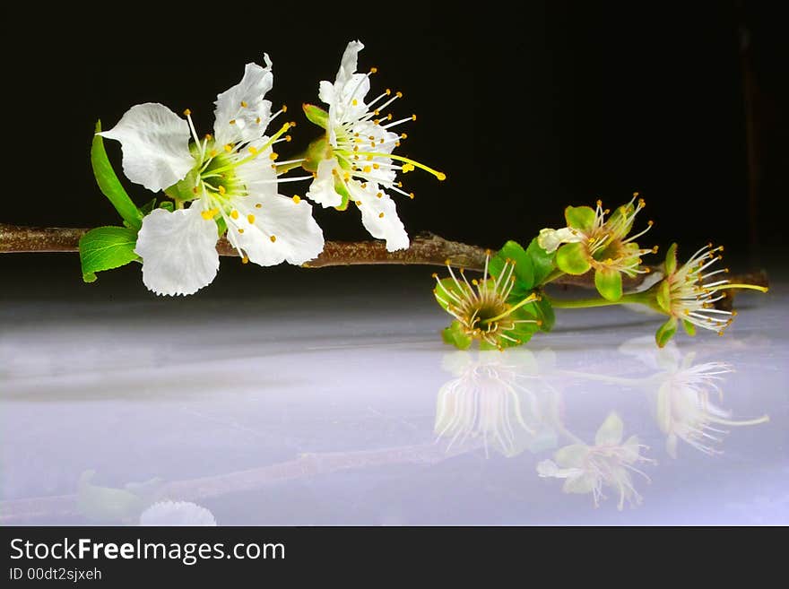 Reflection of white flowers on a surface