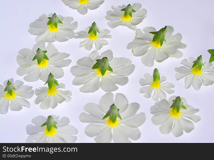 White flowers on the light box