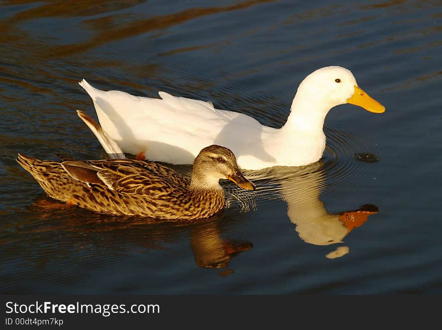 Evening Swim