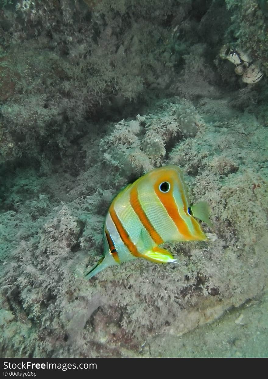 Scientific name: Chelmon rostratus. A common butterflyfish in Malaysian tropical waters. Scientific name: Chelmon rostratus. A common butterflyfish in Malaysian tropical waters