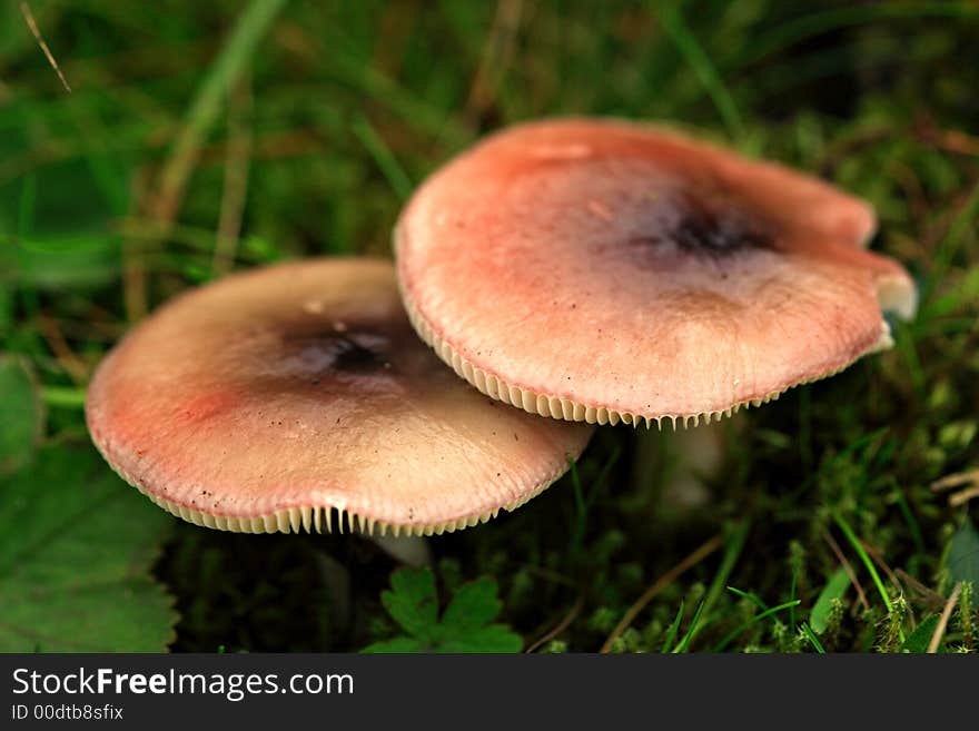 Two Mushrooms