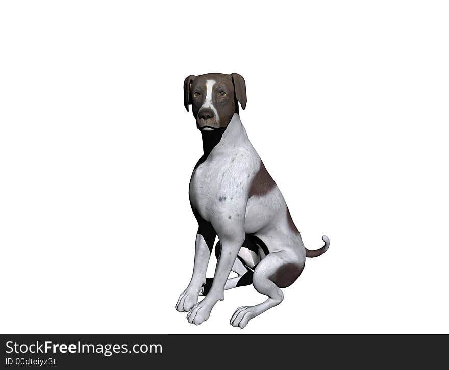 German Shorthair Shepherd