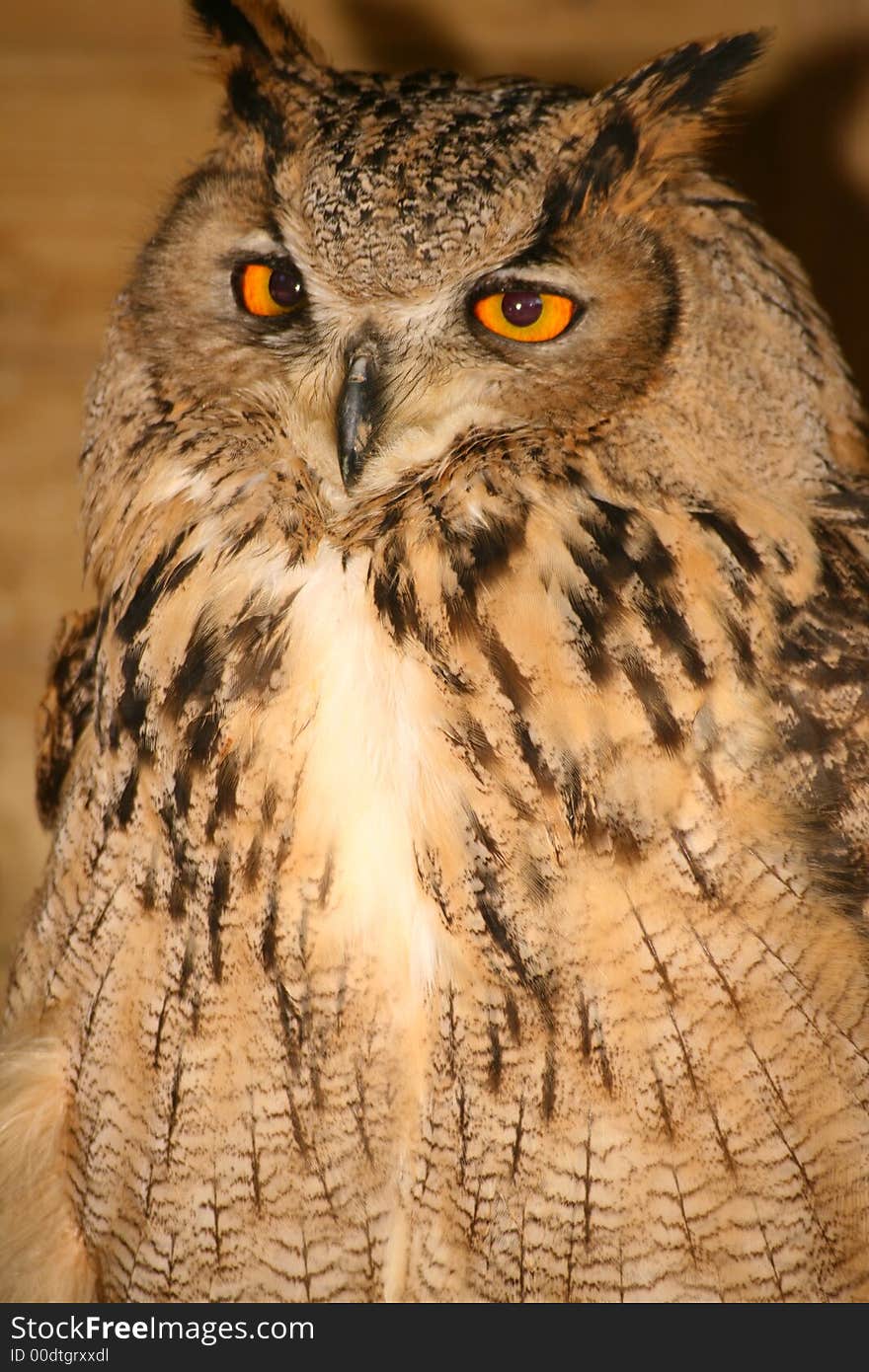 Bengal Eagle Owl roosting in a shed