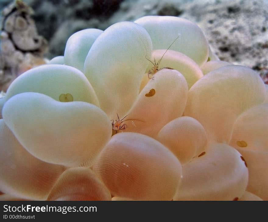 This bubble coral is a home for two Vir philippinensis shrimps. This bubble coral is a home for two Vir philippinensis shrimps