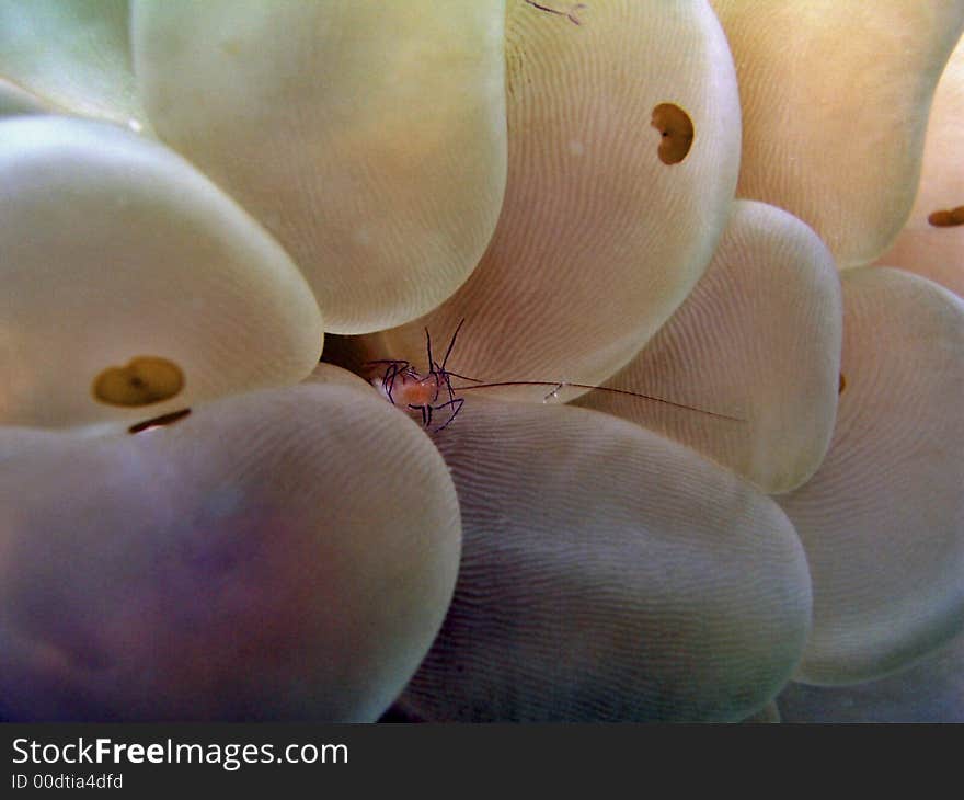 Commonly known as bubble coral shrimp, cleverly camouflaged among the coral's polyps. Commonly known as bubble coral shrimp, cleverly camouflaged among the coral's polyps