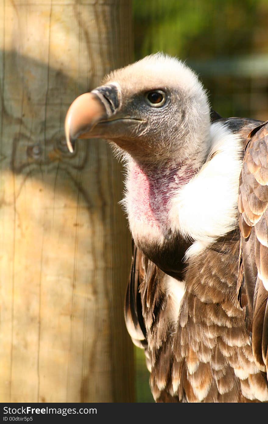 Griffon Vulture