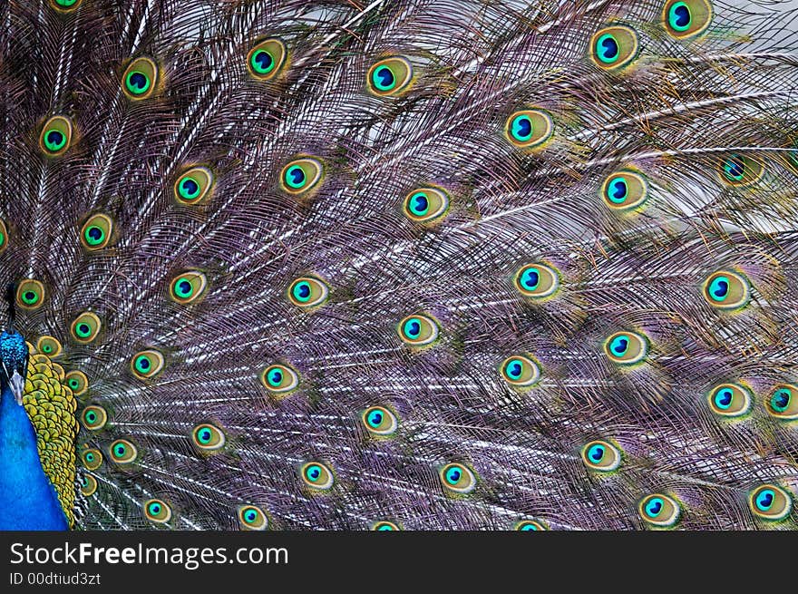 Peacock