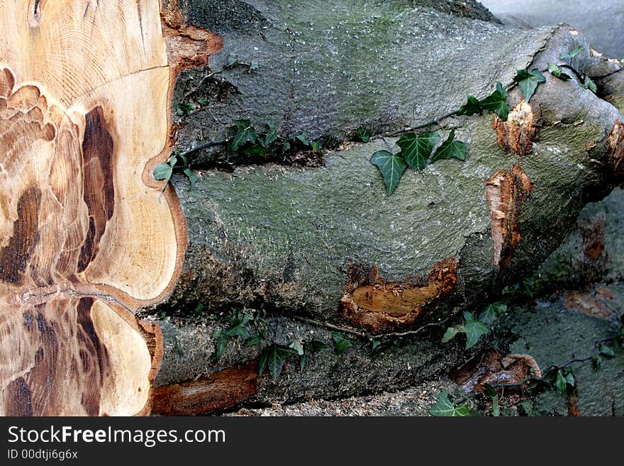 A broken tree (beech)