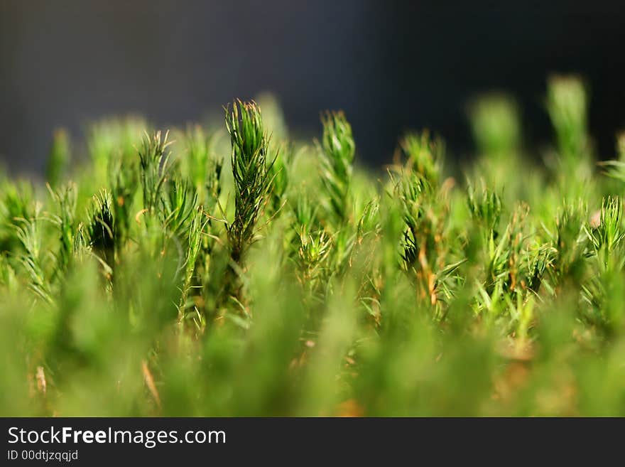 Macro of green moss in forest