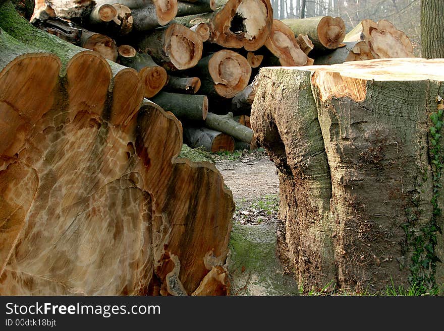 A huge sawn tree (beech)