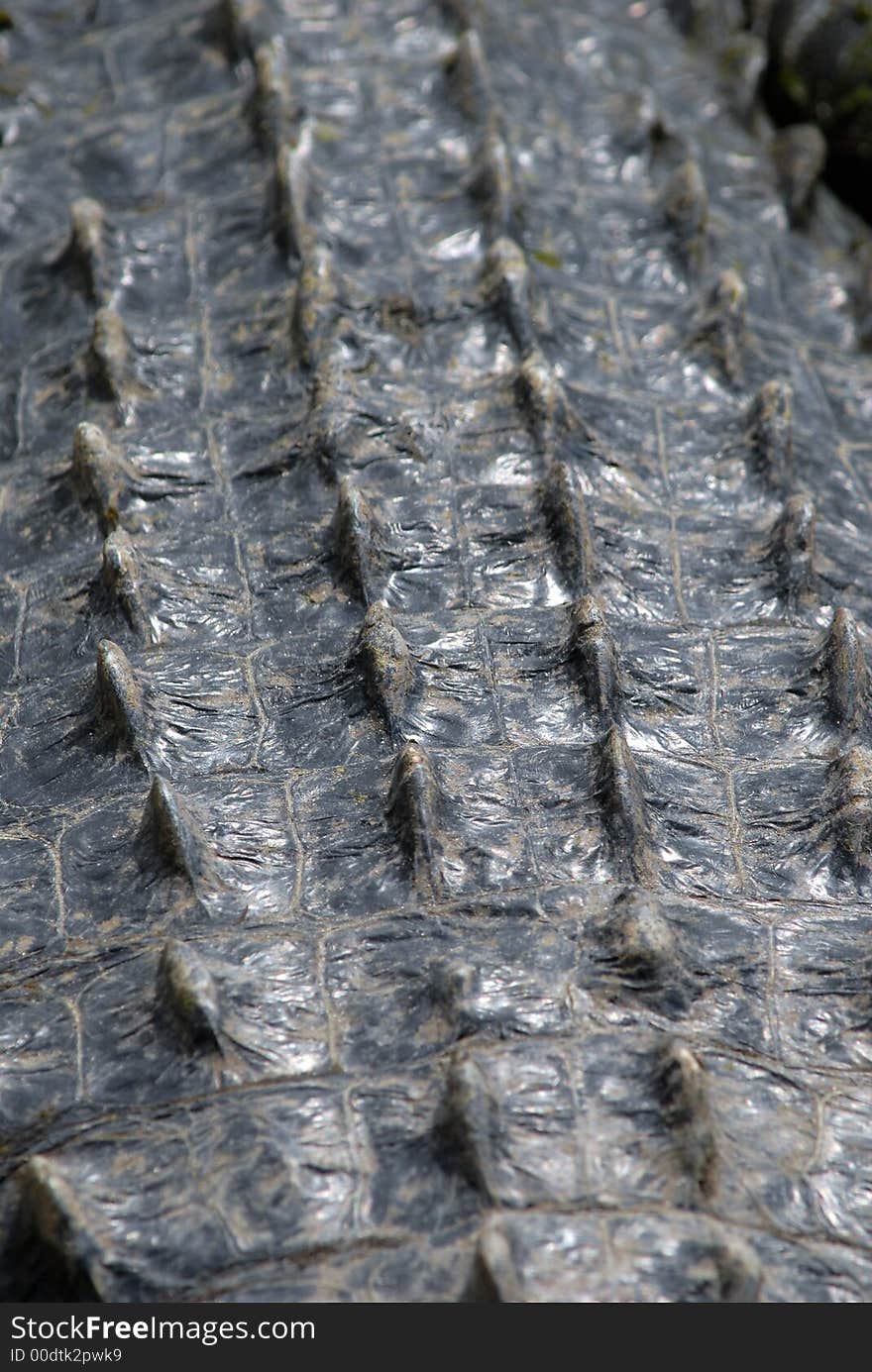 The backside of an alligator, showing the rough texture. The backside of an alligator, showing the rough texture.