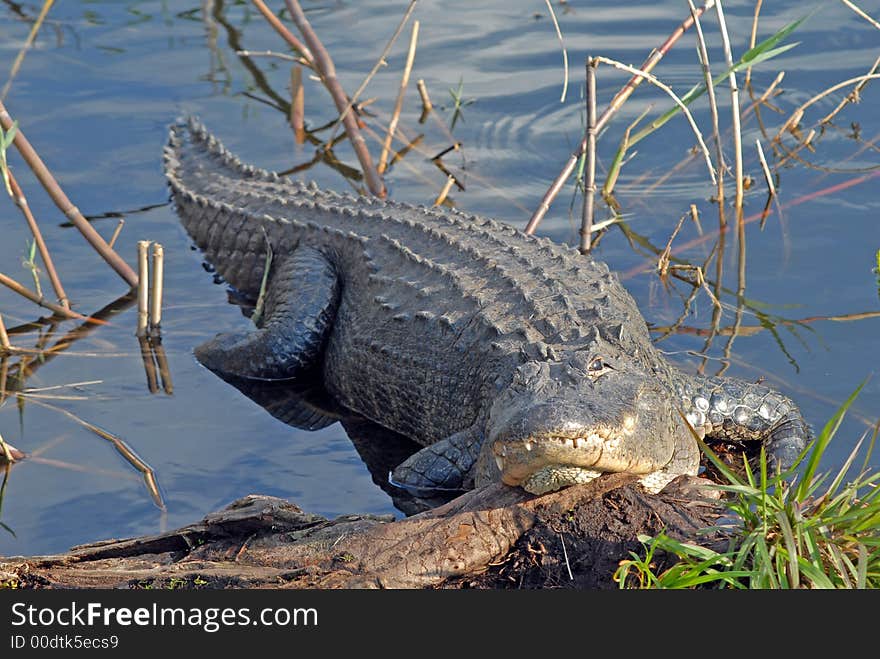 Alligator Taking A Break