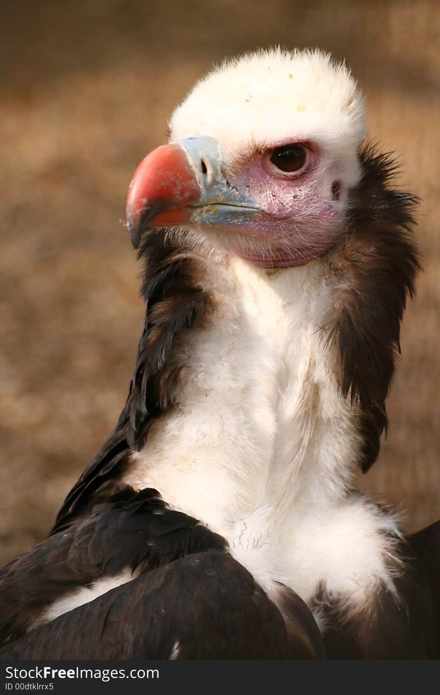 Vulture