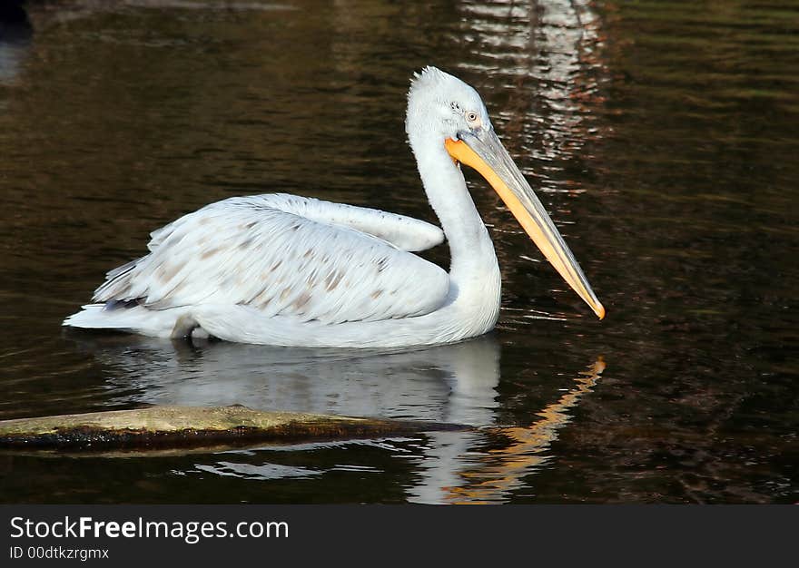 Pelican In Water