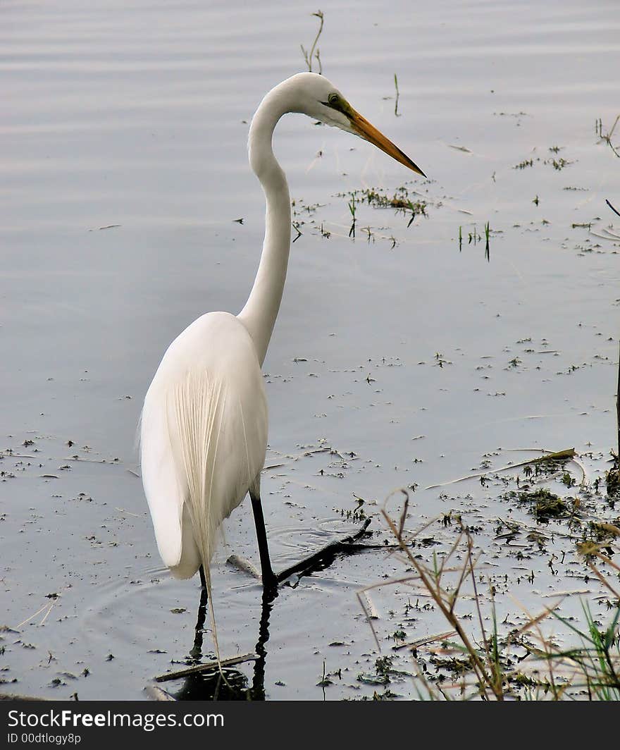 This is a white egret in the water