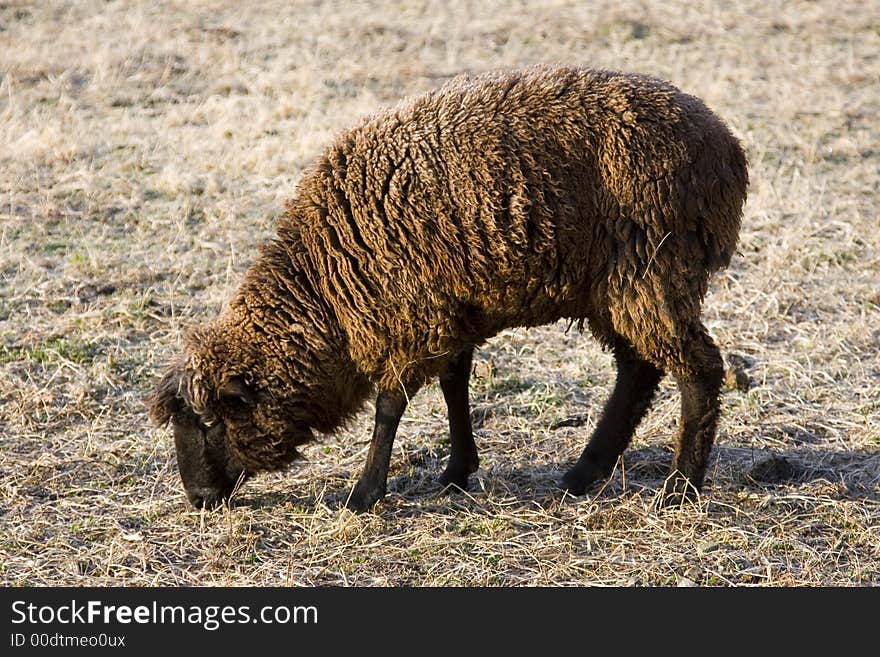 A Black Sheep foraging for food in a meadow