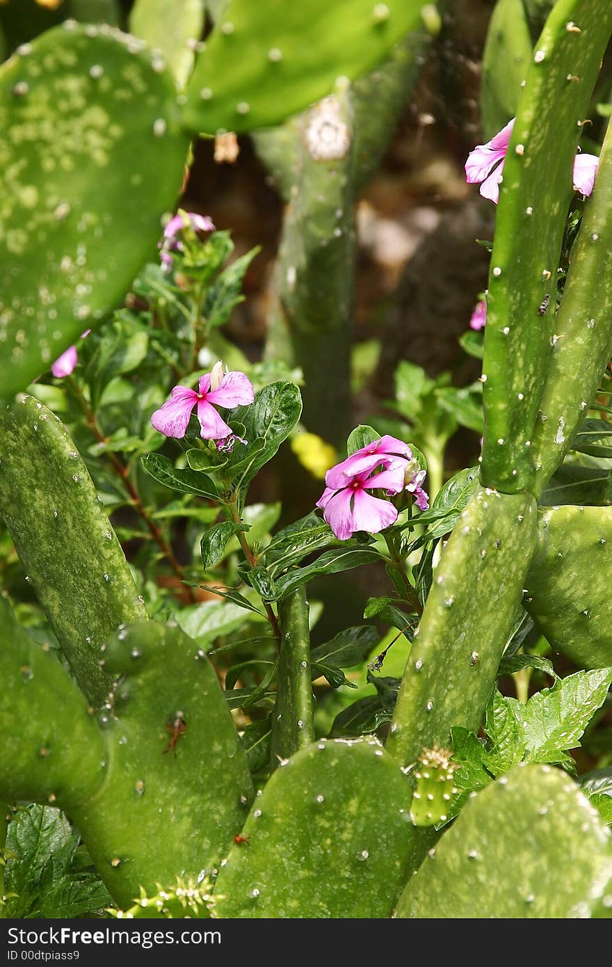 Garden detail