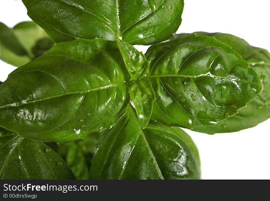 Basil