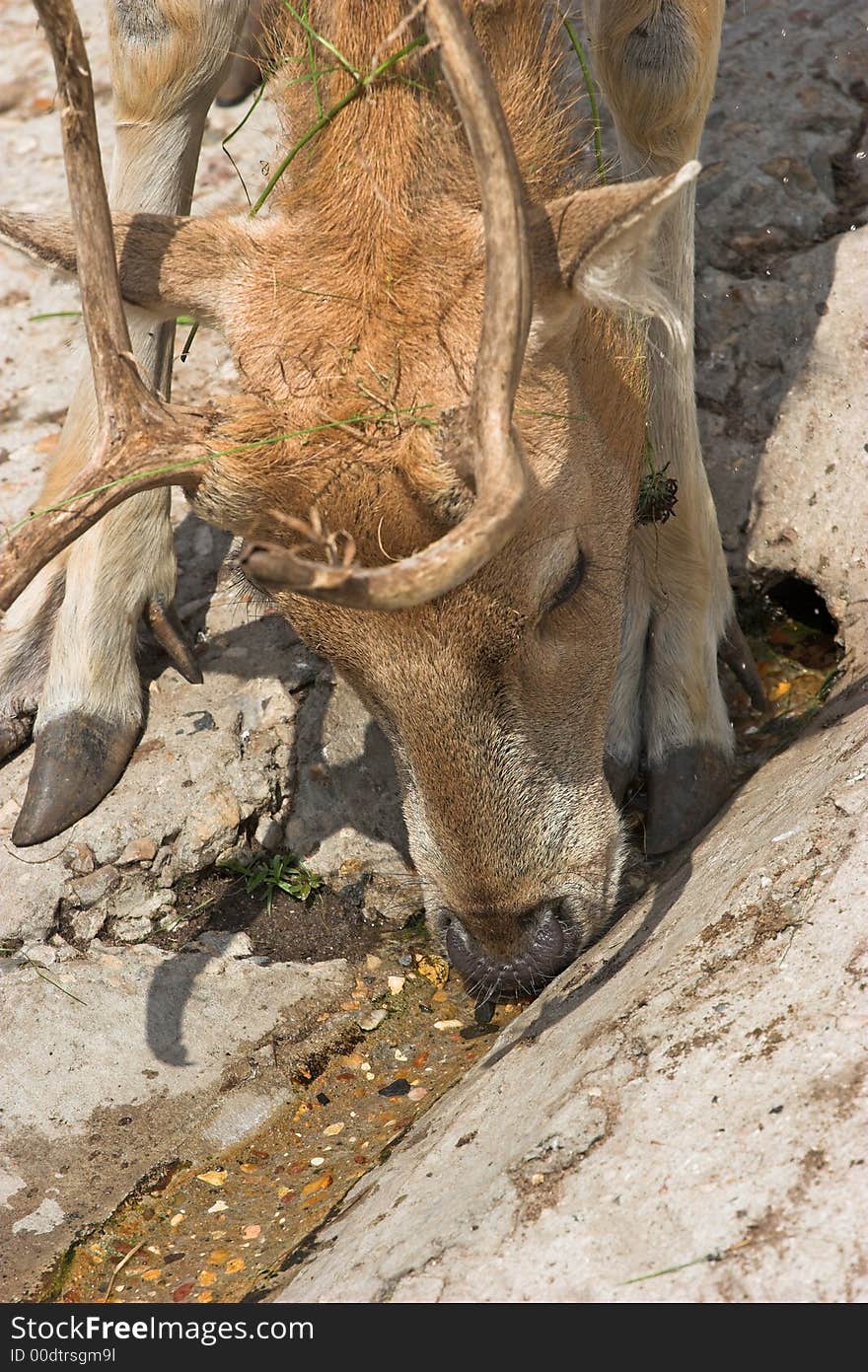 Deer David's in a Moscow zoo. (Pere David's deer Elaphurus davidiamis). Lived only in Imperial park in Pekin earlier. Was found out there by french scientist Armand David.