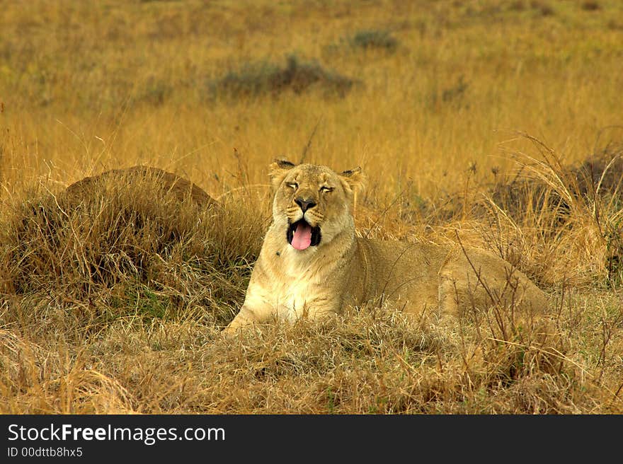 Lioness (Panthera Leo) lying down in the yellow grass, preparing to sleep.