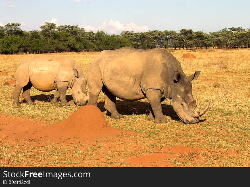 Rhinos grazing in dry field.