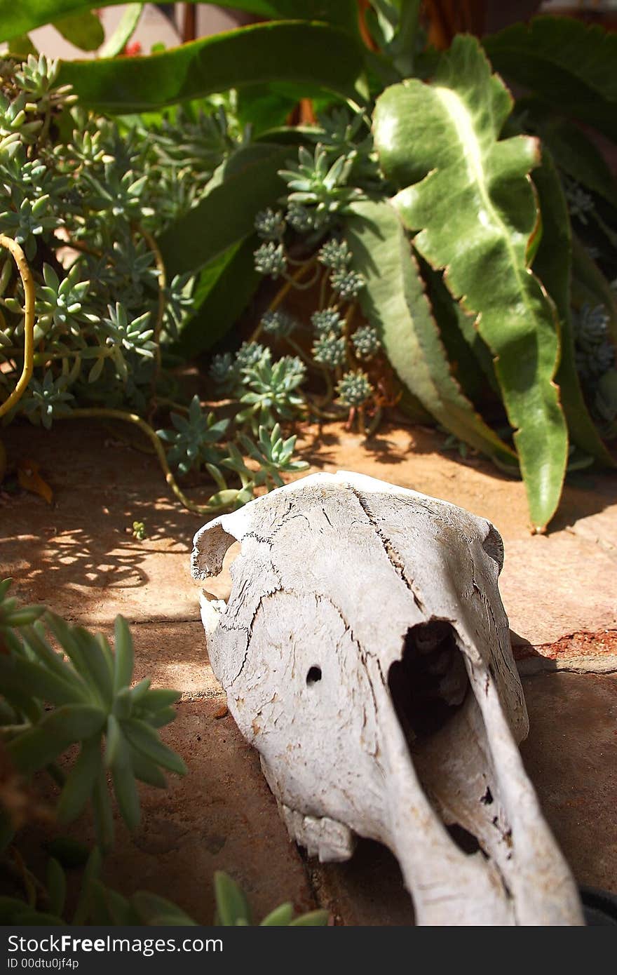 Skeleton of a cow head in the inner patio of a colonial house. Skeleton of a cow head in the inner patio of a colonial house