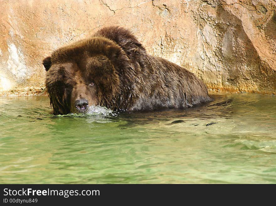 Brown Bear swimming in the water