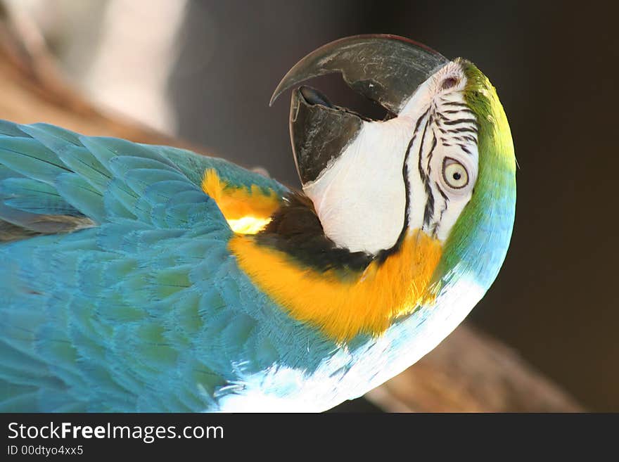 Parrot at local zoo calls out. Parrot at local zoo calls out