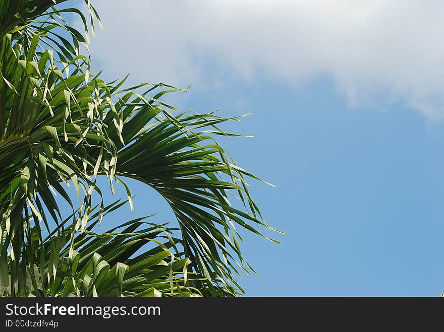 Beautiful palm tree over blue sky