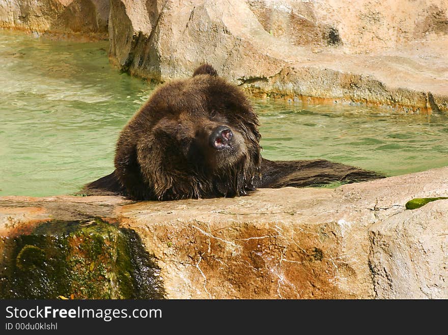 Brown Bear resting on a rock cooling off. Brown Bear resting on a rock cooling off