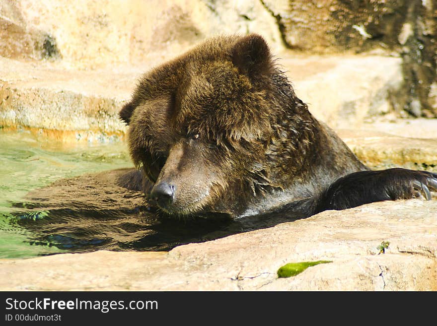 Brown Bear Swimming in the water. Brown Bear Swimming in the water