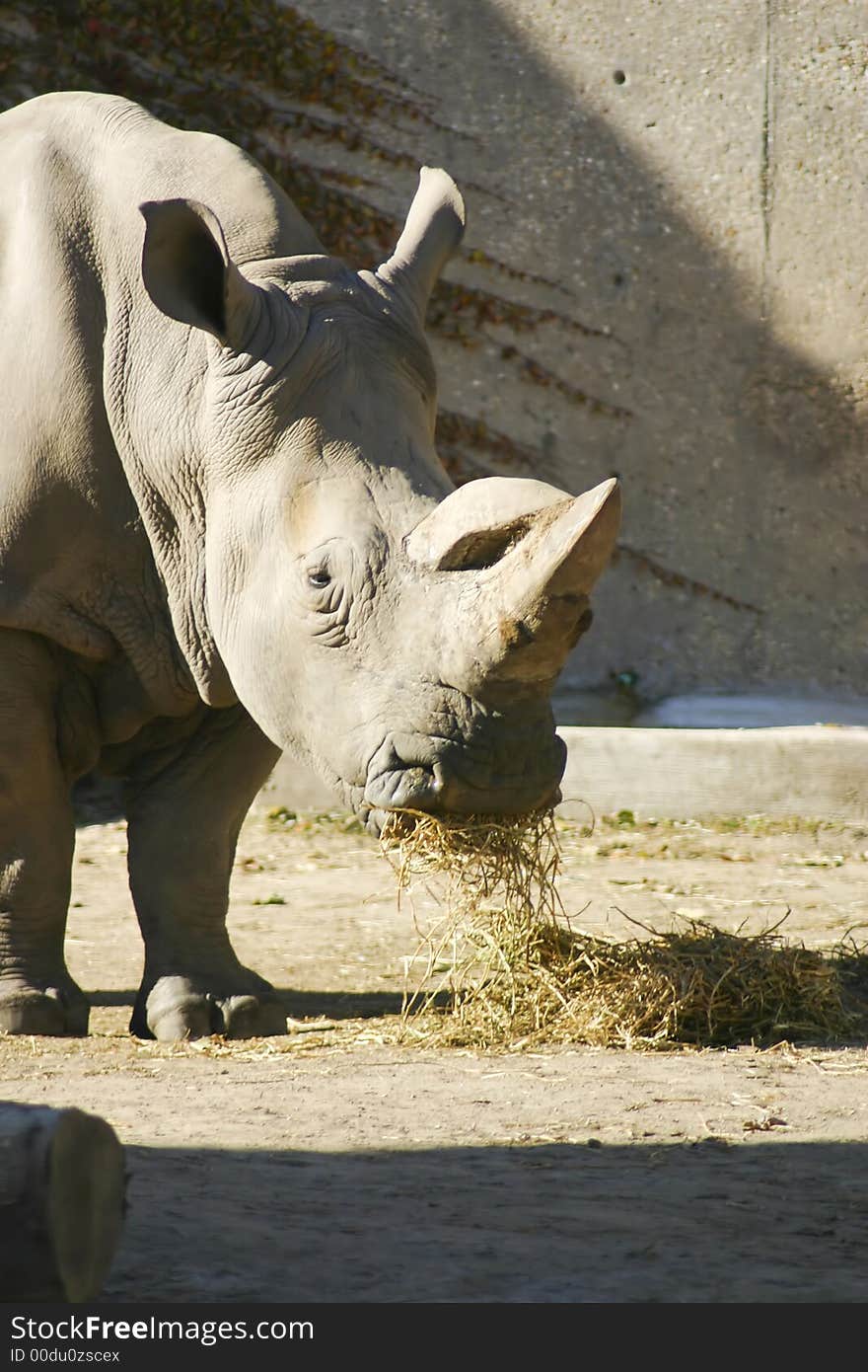 Rhinoceros Eating some hay on a sunny day